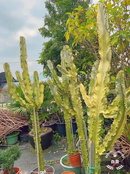 大戟阁锦浇水要浇透吗？大戟科浇水？-第7张图片-优品飞百科