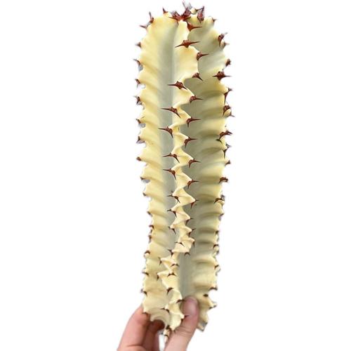 大戟阁锦浇水要浇透吗？大戟科浇水？-第8张图片-优品飞百科