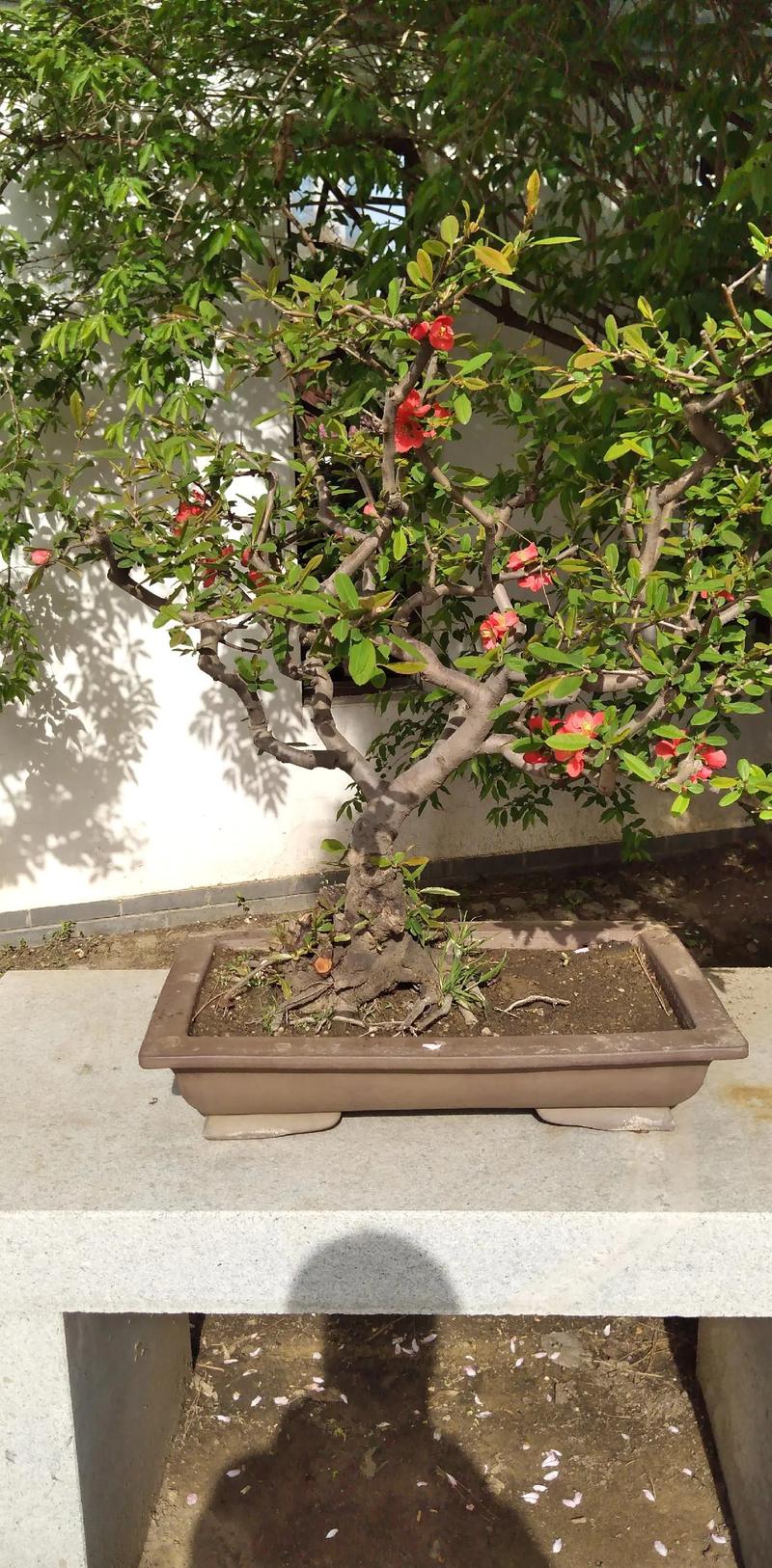 海棠花用什么盆养，海棠花用什么盆养比较好？