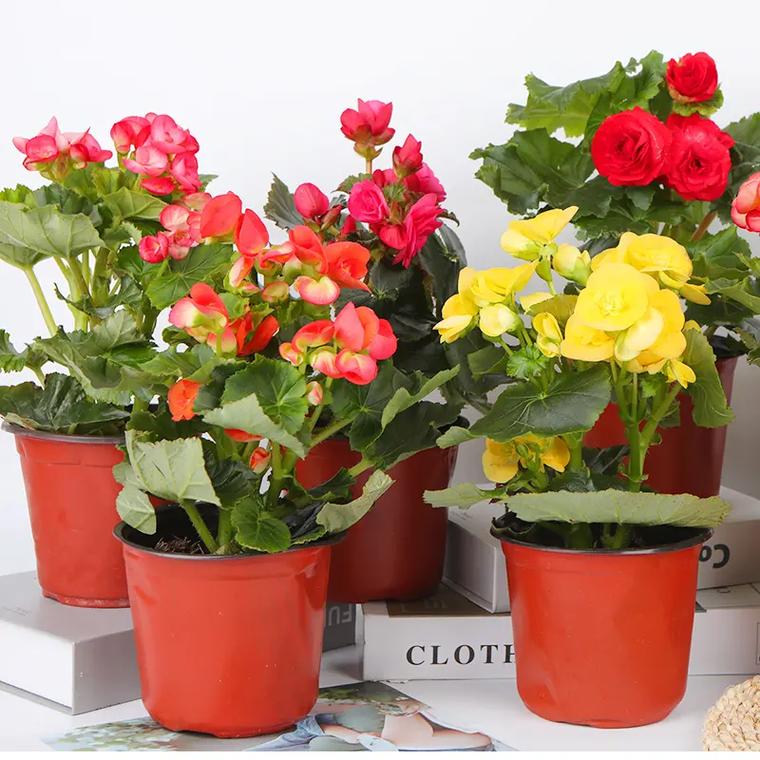 海棠花用什么盆养,海棠花用什么盆养比较好?-第3张图片-优品飞百科 海棠花用什么盆养,海棠花用什么盆养比较好?-第3张图片-优品飞百科