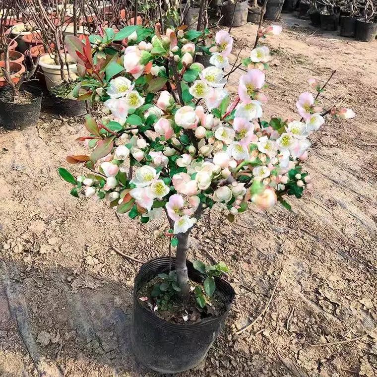 海棠花用什么盆养,海棠花用什么盆养比较好?-第4张图片-优品飞百科 海棠花用什么盆养,海棠花用什么盆养比较好?-第4张图片-优品飞百科