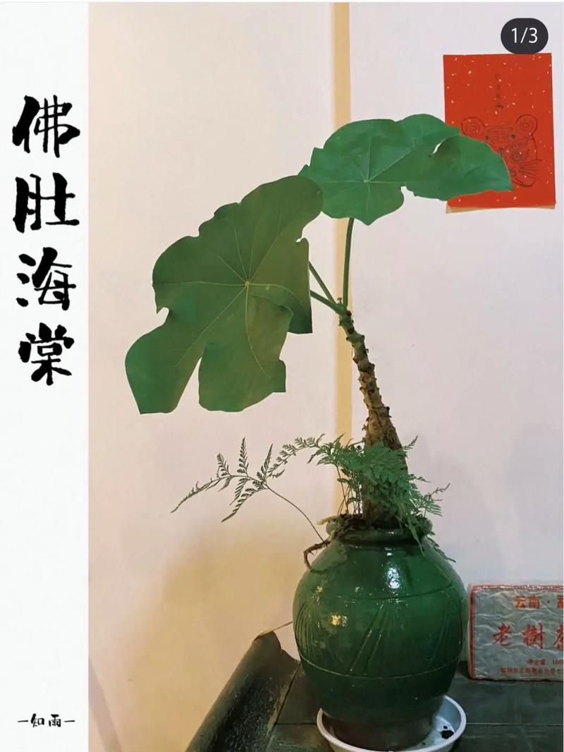 海棠花用什么盆养,海棠花用什么盆养比较好?-第5张图片-优品飞百科 海棠花用什么盆养,海棠花用什么盆养比较好?-第5张图片-优品飞百科