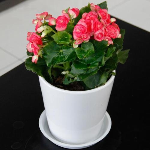 海棠花用什么盆养,海棠花用什么盆养比较好?-第6张图片-优品飞百科 海棠花用什么盆养,海棠花用什么盆养比较好?-第6张图片-优品飞百科