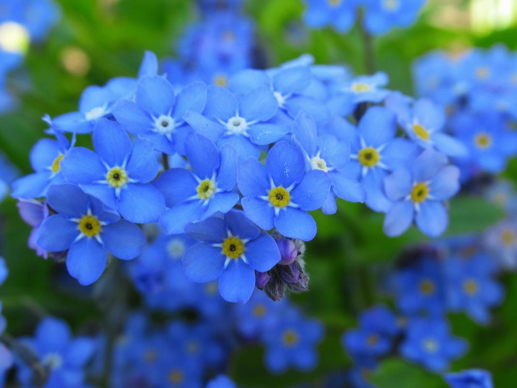 蓝色的花有哪些，蓝色的花有哪些品种？-第4张图片-优品飞百科