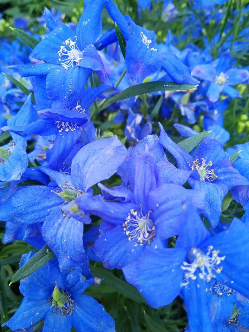 蓝色的花有哪些，蓝色的花有哪些品种？-第5张图片-优品飞百科