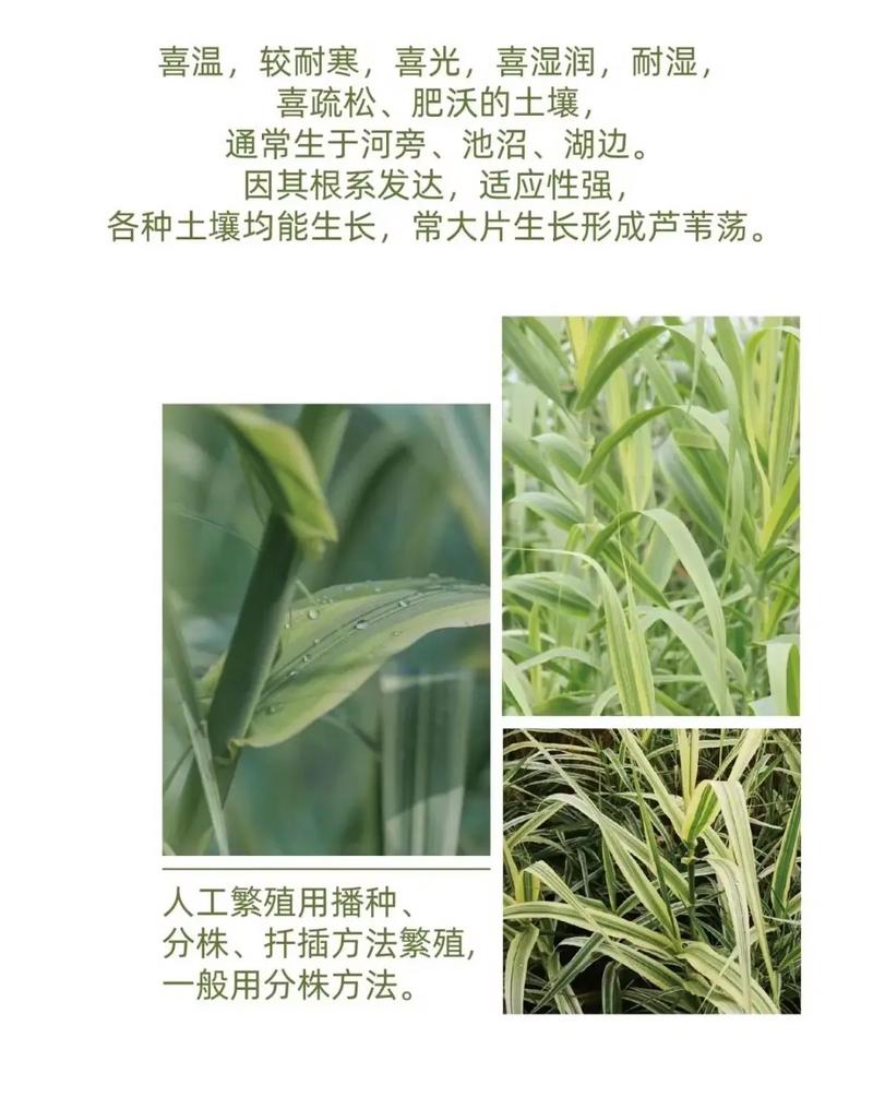 花叶芦竹怎么养，花叶芦竹养护