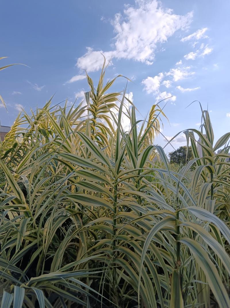 花叶芦竹怎么养，花叶芦竹养护-第2张图片-优品飞百科