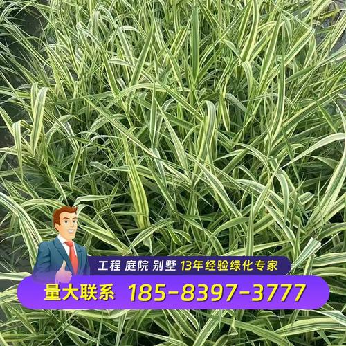 花叶芦竹怎么养，花叶芦竹养护-第3张图片-优品飞百科