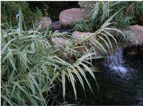 花叶芦竹怎么养，花叶芦竹养护-第4张图片-优品飞百科