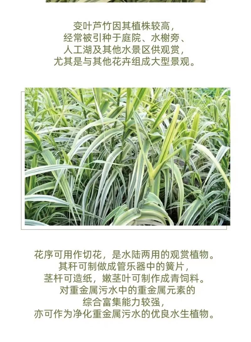 花叶芦竹怎么养，花叶芦竹养护-第5张图片-优品飞百科