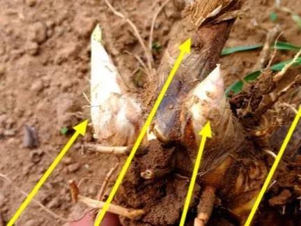 花叶芦竹怎么养，花叶芦竹养护-第7张图片-优品飞百科