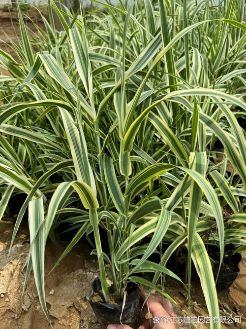 花叶芦竹怎么养，花叶芦竹养护-第6张图片-优品飞百科