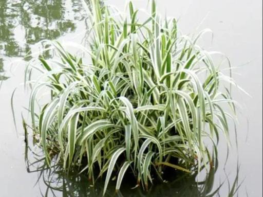 花叶芦竹怎么养，花叶芦竹养护-第8张图片-优品飞百科