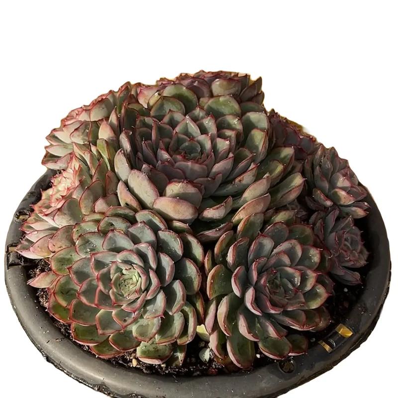 猎户座多肉怎么养，多肉猎户座能长多大？