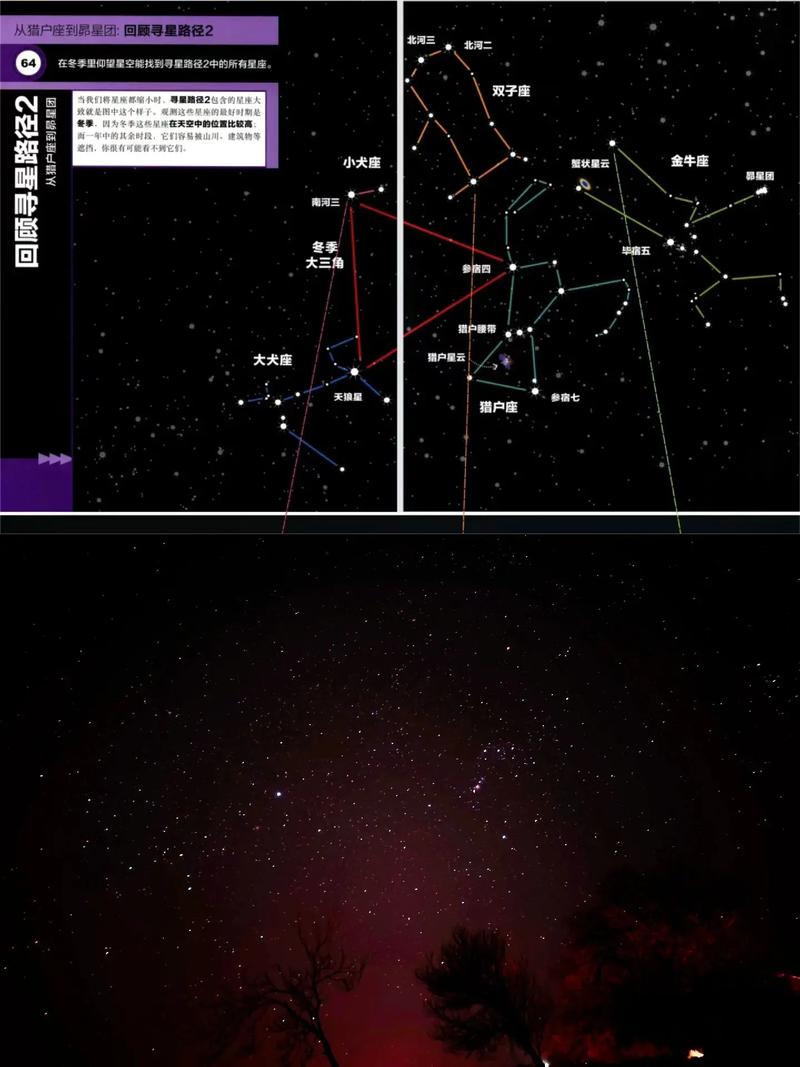 猎户座多肉怎么养，多肉猎户座能长多大？-第2张图片-优品飞百科