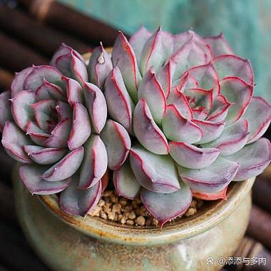 猎户座多肉怎么养，多肉猎户座能长多大？-第3张图片-优品飞百科