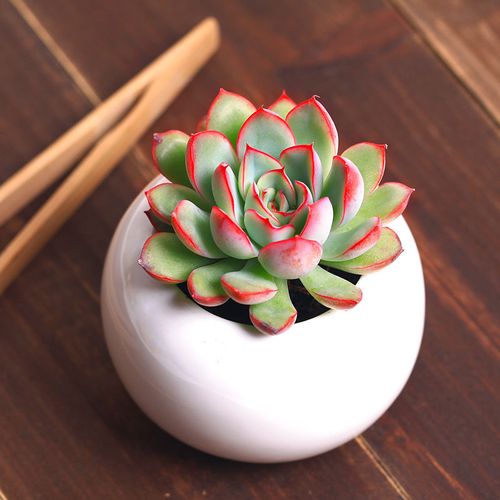 猎户座多肉怎么养，多肉猎户座能长多大？-第5张图片-优品飞百科