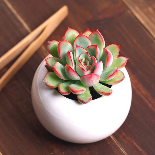 猎户座多肉怎么养，多肉猎户座能长多大？-第7张图片-优品飞百科