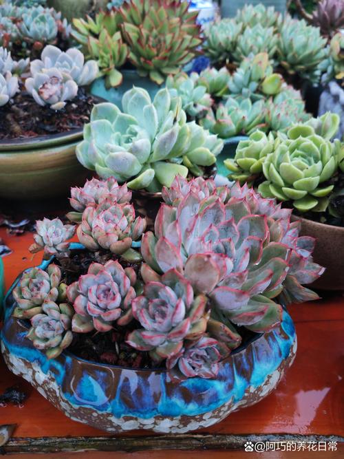 猎户座多肉怎么养，多肉猎户座能长多大？-第6张图片-优品飞百科