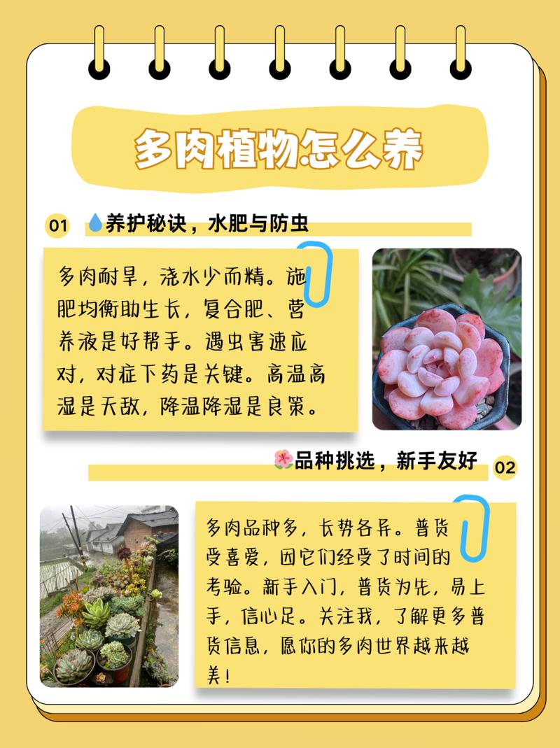 猎户座多肉怎么养，多肉猎户座能长多大？-第8张图片-优品飞百科
