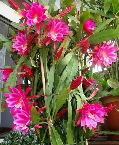 这花千万别花钱买，花钱买花值吗？-第1张图片-优品飞百科