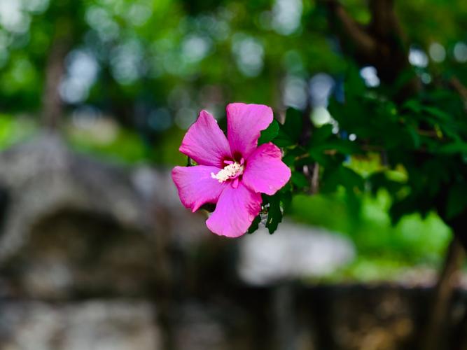这花千万别花钱买，花钱买花值吗？-第2张图片-优品飞百科