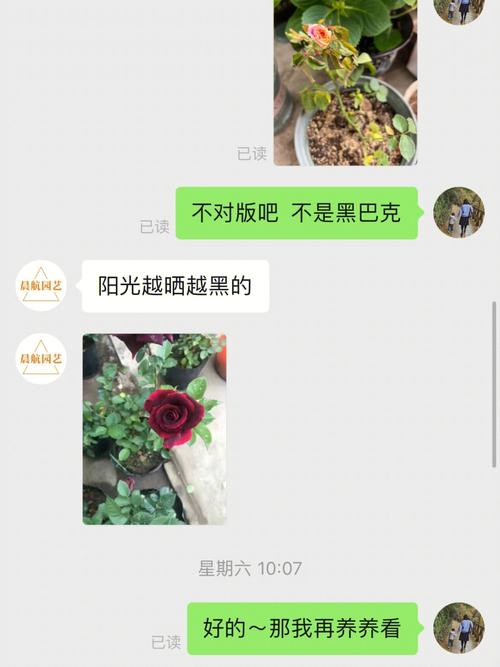 这花千万别花钱买，花钱买花值吗？-第5张图片-优品飞百科