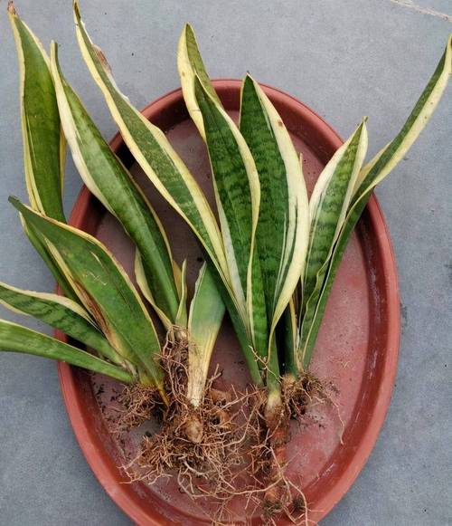 虎皮兰能晒太阳吗，虎皮兰多久浇一次水