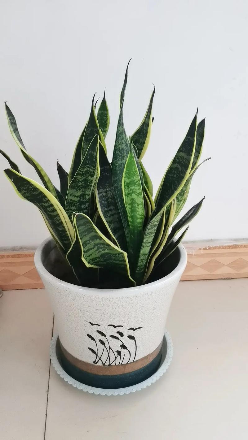 虎皮兰能晒太阳吗，虎皮兰多久浇一次水-第2张图片-优品飞百科