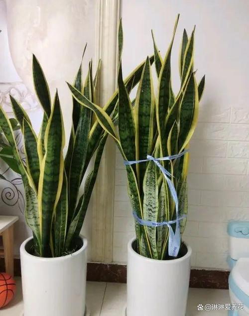 虎皮兰能晒太阳吗，虎皮兰多久浇一次水-第3张图片-优品飞百科