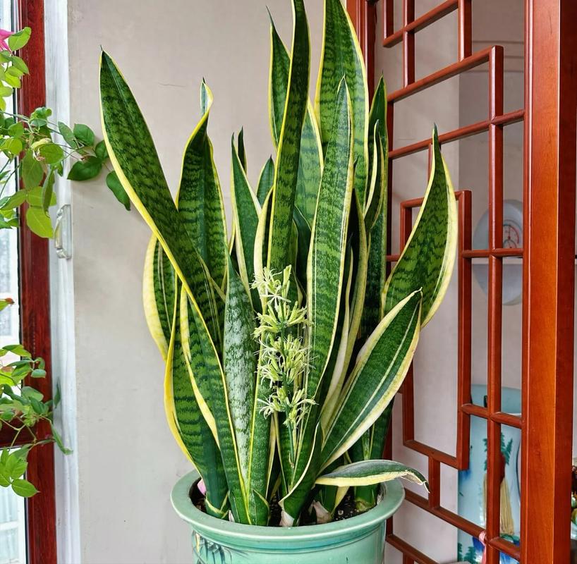 虎皮兰能晒太阳吗，虎皮兰多久浇一次水-第5张图片-优品飞百科