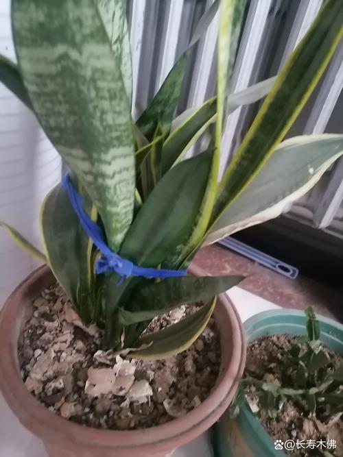 虎皮兰能晒太阳吗，虎皮兰多久浇一次水-第4张图片-优品飞百科