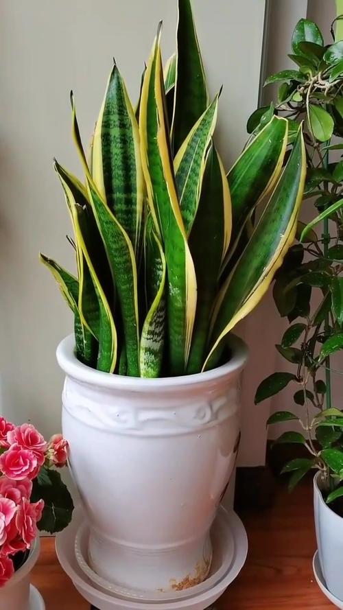 虎皮兰能晒太阳吗，虎皮兰多久浇一次水-第6张图片-优品飞百科