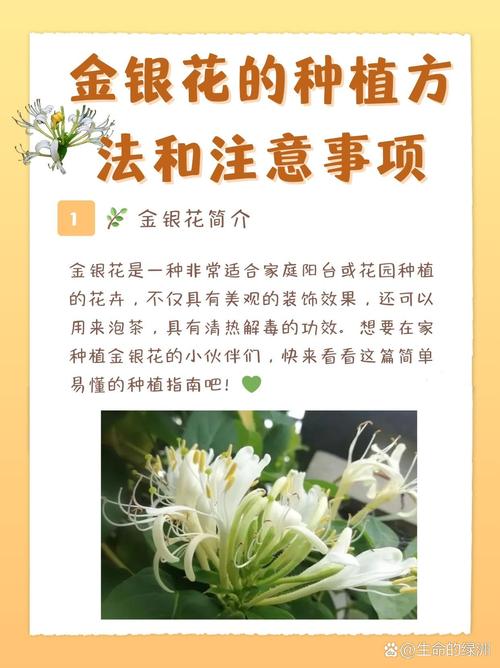 金银花怎么种植，金银花怎么种植盆栽-第1张图片-优品飞百科
