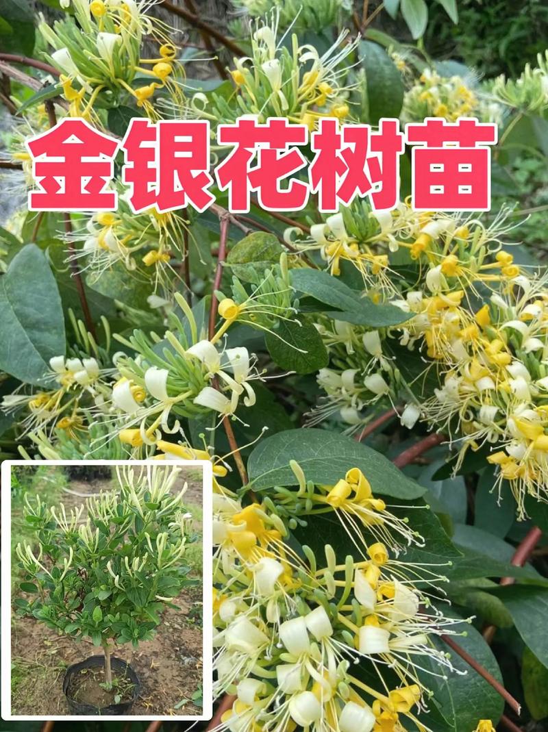 金银花怎么种植，金银花怎么种植盆栽-第2张图片-优品飞百科