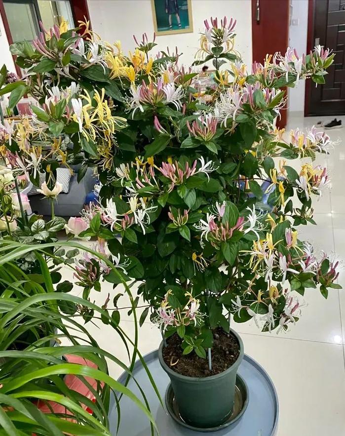 金银花怎么种植，金银花怎么种植盆栽-第4张图片-优品飞百科