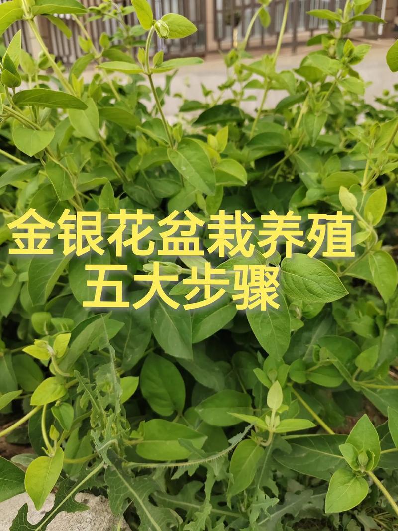 金银花怎么种植，金银花怎么种植盆栽-第6张图片-优品飞百科