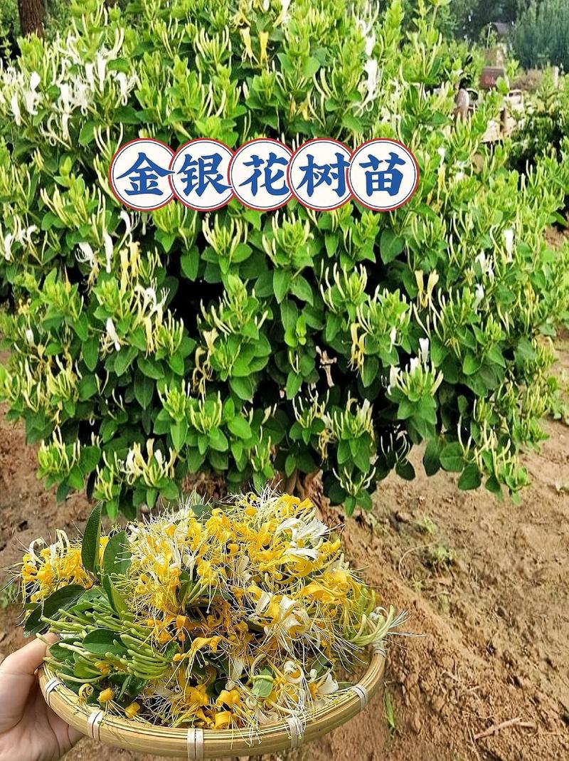 金银花怎么种植，金银花怎么种植盆栽-第7张图片-优品飞百科