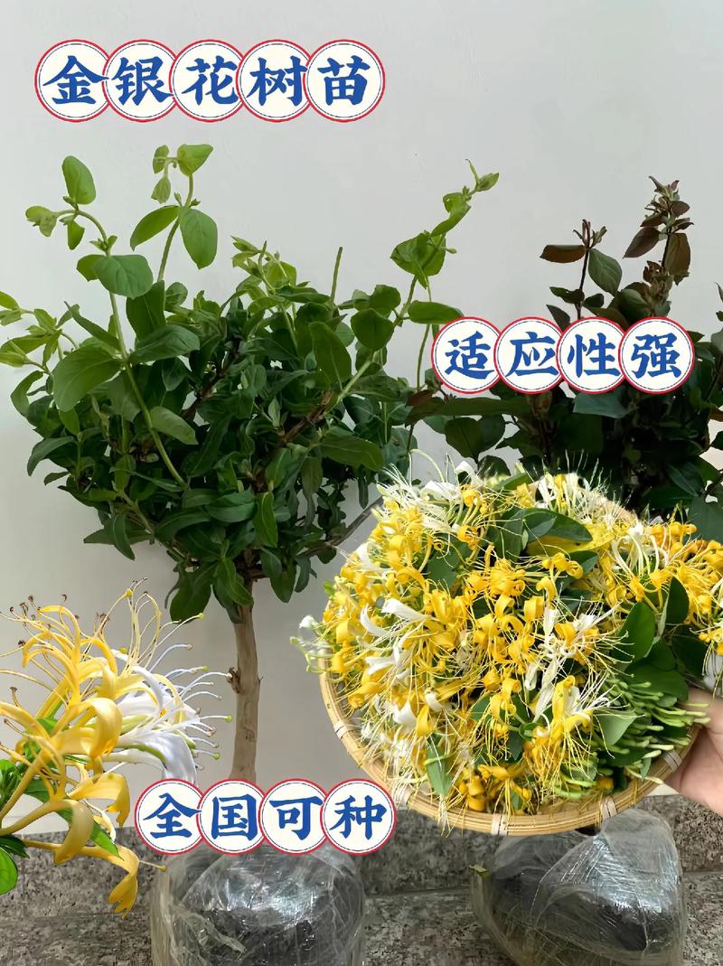 金银花怎么种植，金银花怎么种植盆栽-第8张图片-优品飞百科