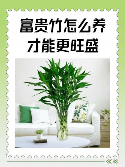 富贵竹用什么水养比较好？富贵竹叶子发黄加白醋？-第1张图片-优品飞百科