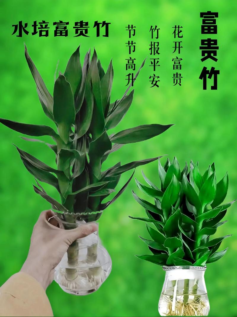 富贵竹用什么水养比较好？富贵竹叶子发黄加白醋？-第2张图片-优品飞百科