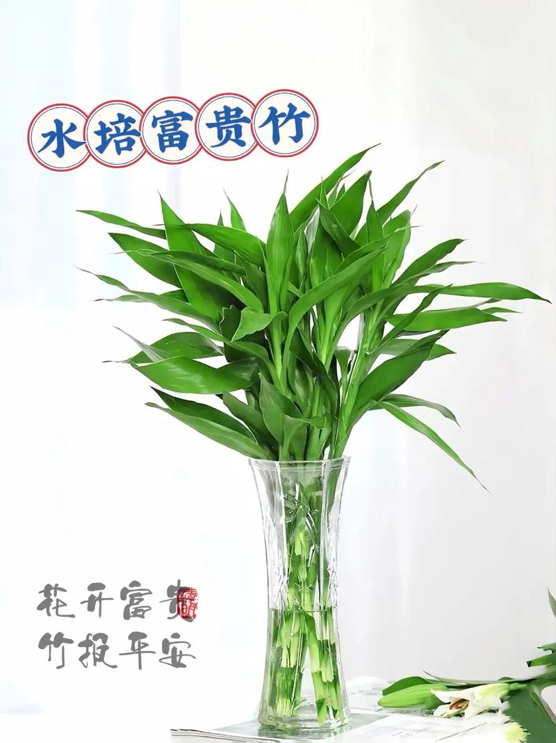 富贵竹用什么水养比较好？富贵竹叶子发黄加白醋？-第3张图片-优品飞百科