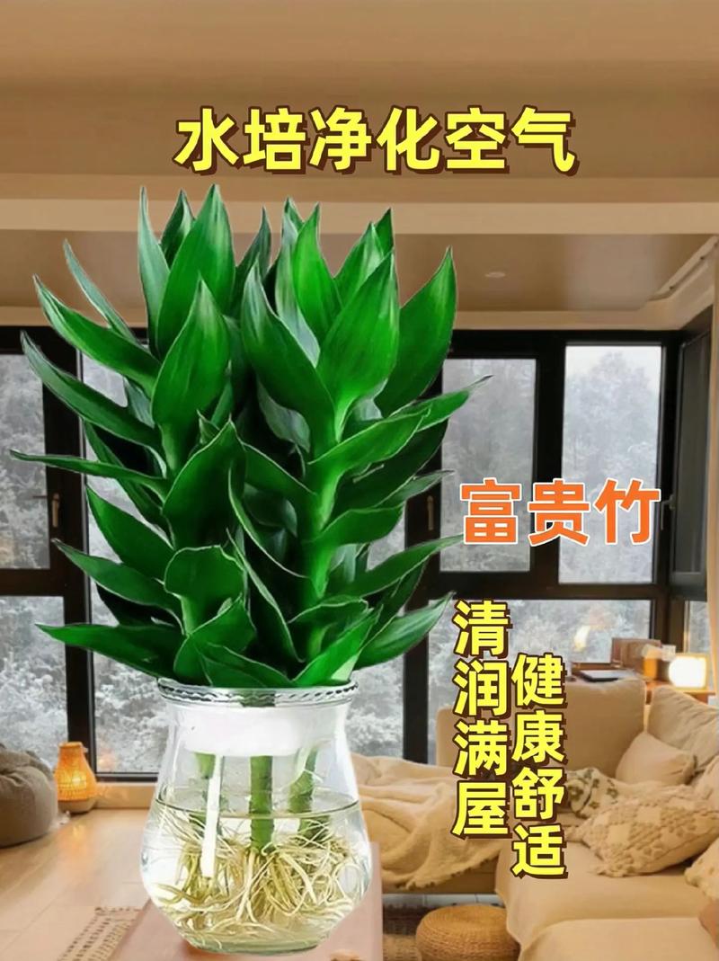 富贵竹用什么水养比较好？富贵竹叶子发黄加白醋？-第4张图片-优品飞百科