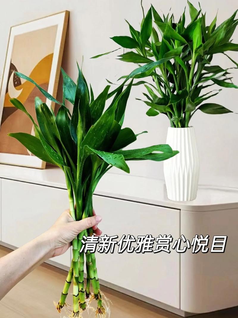 富贵竹用什么水养比较好？富贵竹叶子发黄加白醋？-第5张图片-优品飞百科