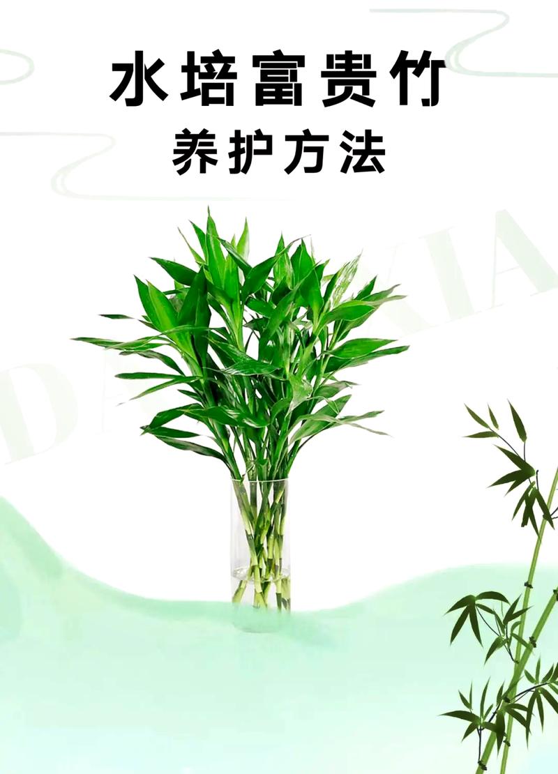 富贵竹用什么水养比较好？富贵竹叶子发黄加白醋？-第6张图片-优品飞百科