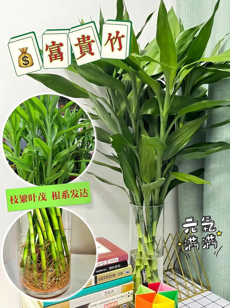 富贵竹用什么水养比较好？富贵竹叶子发黄加白醋？-第7张图片-优品飞百科