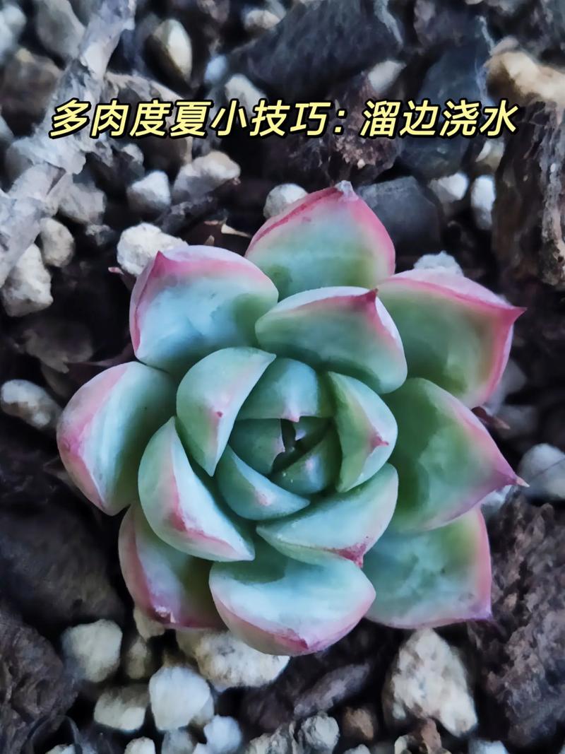 多肉多久浇一次水？多肉要晒太阳还是不晒太阳？