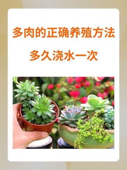 多肉多久浇一次水？多肉要晒太阳还是不晒太阳？-第2张图片-优品飞百科