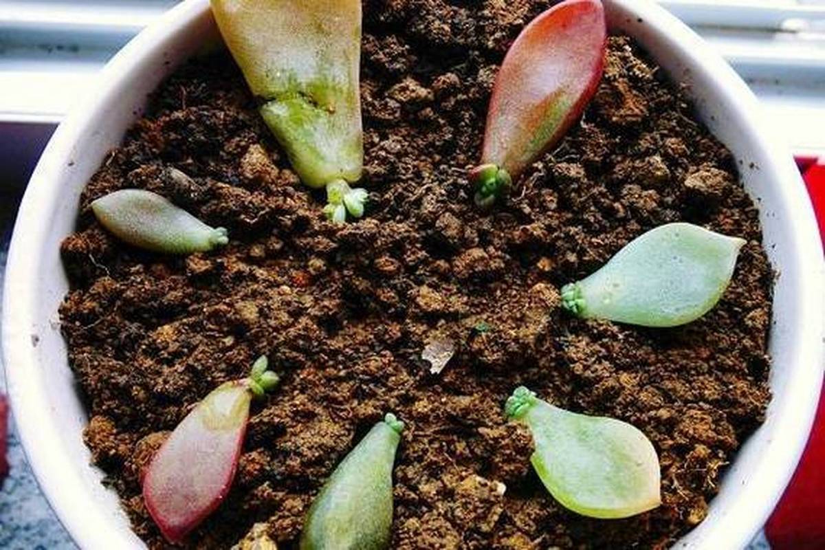 多肉多久浇一次水？多肉要晒太阳还是不晒太阳？-第5张图片-优品飞百科