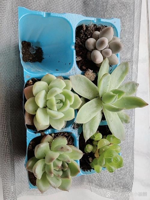 多肉多久浇一次水？多肉要晒太阳还是不晒太阳？-第7张图片-优品飞百科